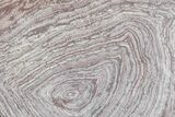 Polished, Neoproterozoic Stromatolite (Conophyton) - Morocco #276131-1